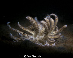 Solar Nudnbranh Shot with the ReefNet Snoot. Lembeh Straight by Joe Samplin 